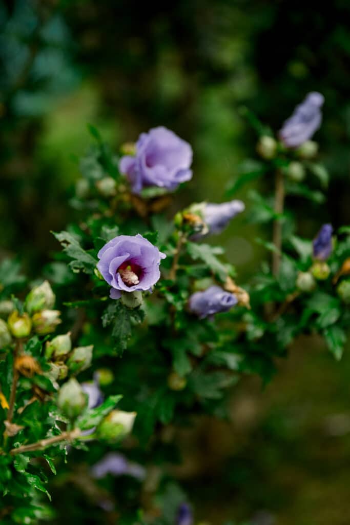 Hammond Castle Wedding Flowers